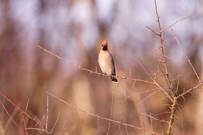 Close-up of bird perching on branch