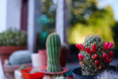 Close-up of red flowers on table