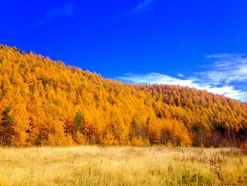 Scenic view of trees against sky during autumn