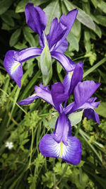 Close-up of purple flowers blooming