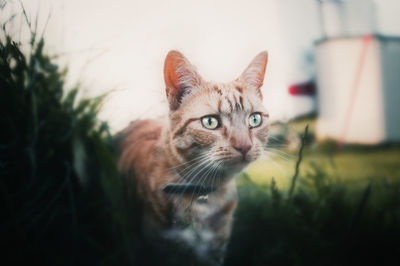 Close-up portrait of a cat
