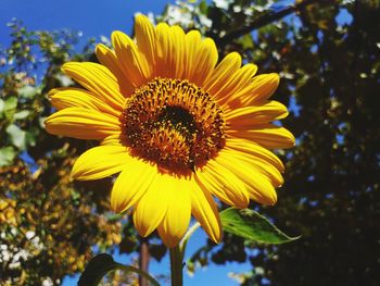 Close-up of yellow flower