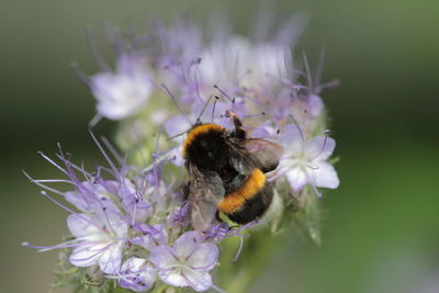 Close-up of bumblebee on purple flowers