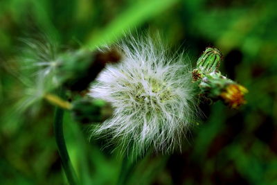 Close-up of dandelion on plant