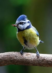 Close-up of bird perching on branch