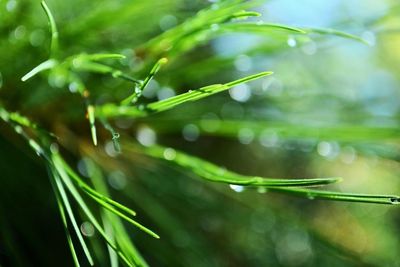 Close-up of water drops on leaf