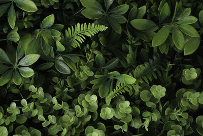 A close up of green leaves background. nature concept. copy space.