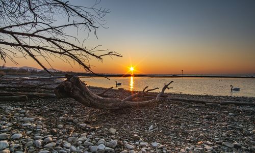 Driftwood on beach against sky during sunset