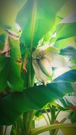 Bird perching on a plant
