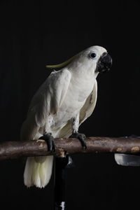 Close-up of parrot perching on branch