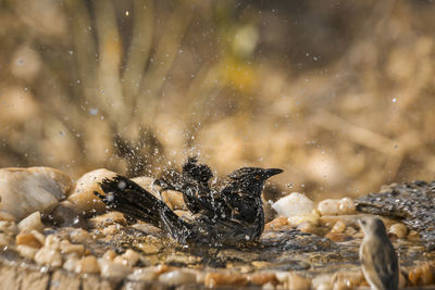 View of birds in water