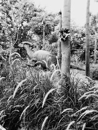 Cat relaxing on tree