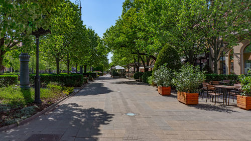 Footpath amidst trees and plants in city