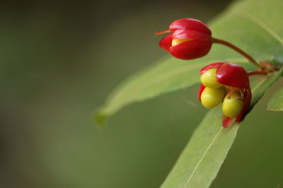 Close-up of red berries on plant