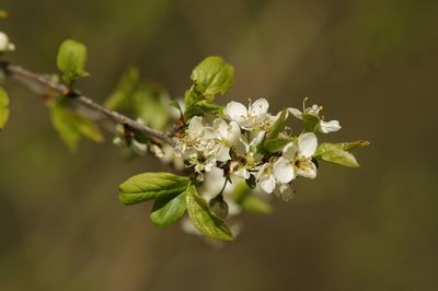 Close-up of white cherry blossom plant