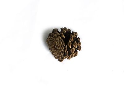 High angle view of pine cone against white background