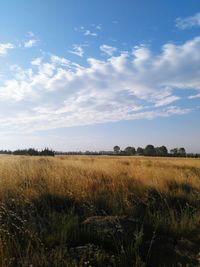 Scenic view of field against sky