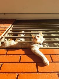 Cat sitting outdoors