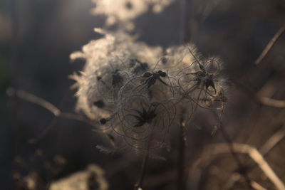 Close-up of wilted flower in field