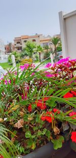 Close-up of pink flowering plants against building