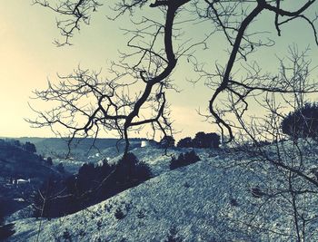 Close-up of silhouette tree against sky