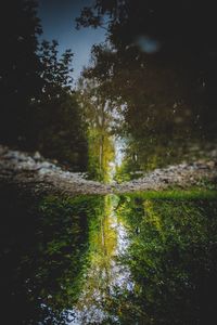 Scenic view of lake in forest