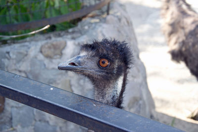 Close-up of a bird looking away