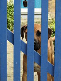 Close-up of dog behind fence