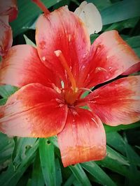 Close-up of wet day lily blooming outdoors