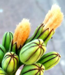 Close-up of yellow flower