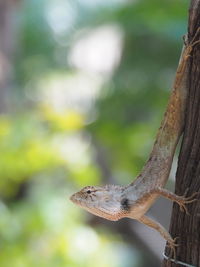 Close-up of a lizard on tree