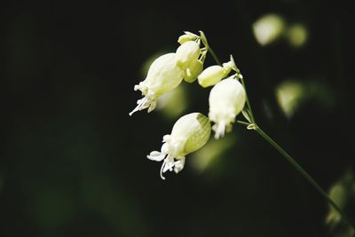 Close-up of white flowers blooming outdoors