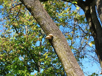 Low angle view of bird perching on tree