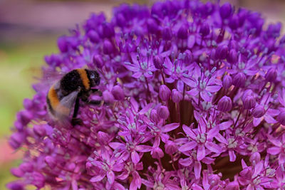 Close-up of bee pollinating on purple flower