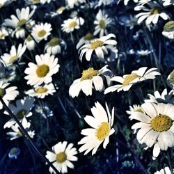 Close-up of fresh white flowers blooming in spring