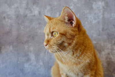 Close-up of a cat looking away