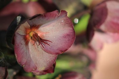 Close-up of pink rose flower