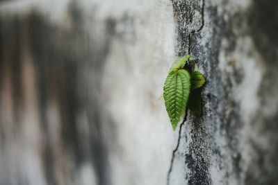 Close-up of lizard on tree trunk