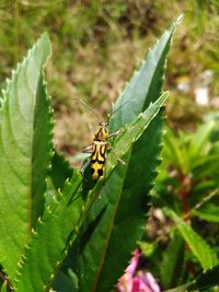 Close-up of insect on leaf