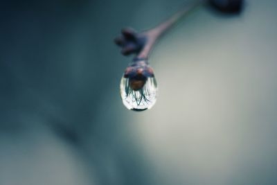 Close-up of water drops on leaf