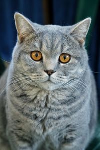 Close-up portrait of a cat