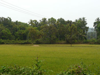 Scenic view of grassy field