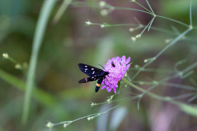 Close-up of butterfly pollinating on purple flower