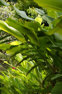 Plants growing in sunlight