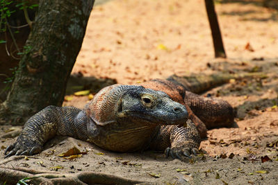 Close-up of a lizard on field