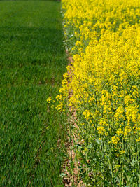 Scenic view of oilseed rape field