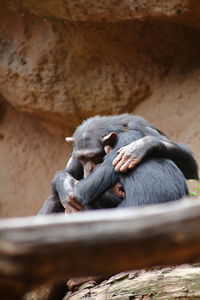 Monkey sitting on wood