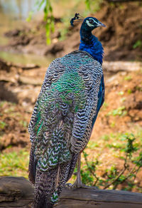 Close-up of peacock