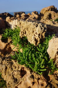 Close-up of food on rock