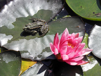 High angle view of lotus water lily